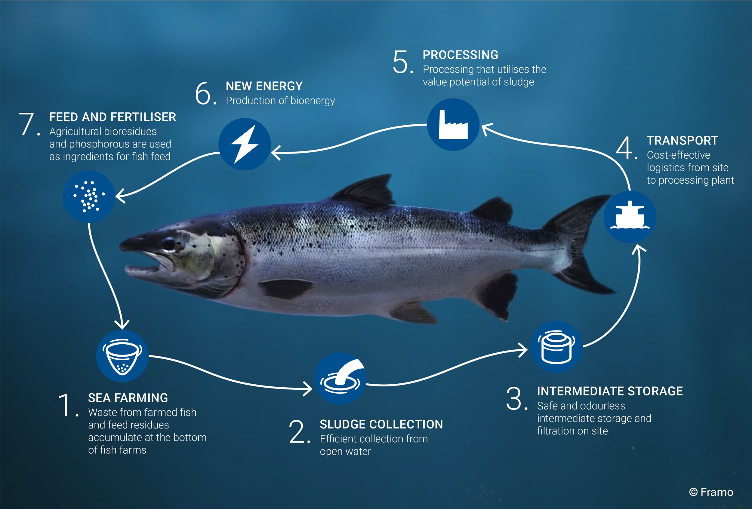 A fish with a cycle of 7 icons around it. Arrows are pointing from one icon to the next, forming a closed cycle around the fish. The seven icons are: 1) sea farming, 2) sludge collection, 3) intermediate storage, 4) transport, 5) processing, 6) new energy, and 7) feed and fertiliser.