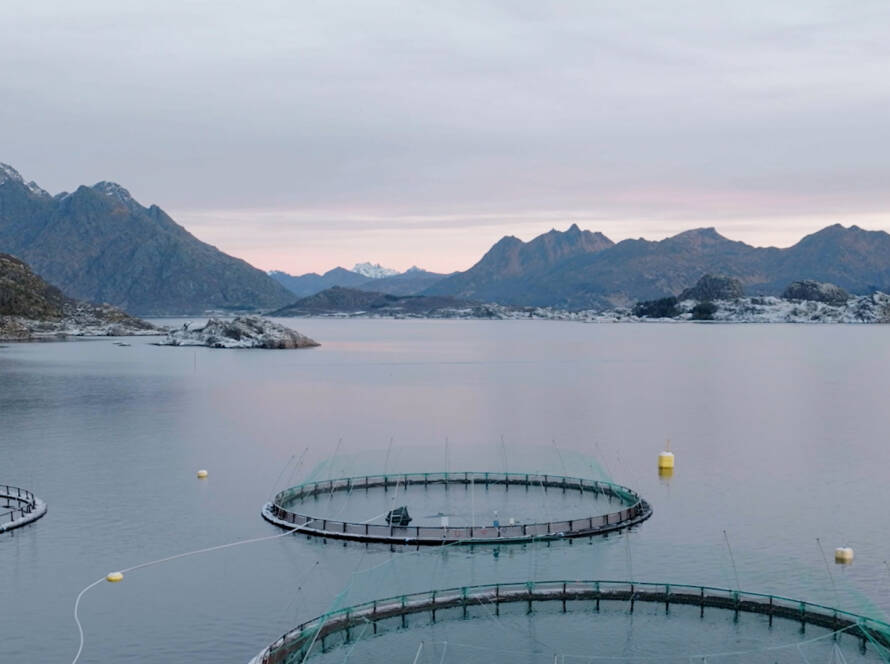 A photo of aquaculture cages in the fjords, with pastel pink and blue evening sky and white snowy mountain tops in the background.