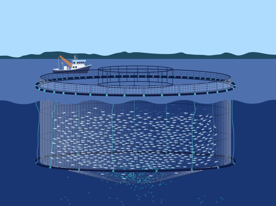 An illustration showing an aquaculture fish pen under water, with a fitted net and fish swimming in it, also with a boat next to the fish pen.