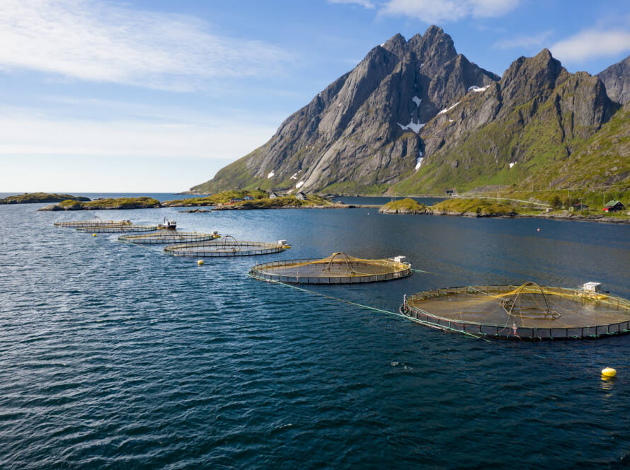 Five round aquaculture cages with nets covering the surface. The cages are connected through lines with small yellow buoys in between. The sky is blue with few thin clouds and the darkblue water has many small ripples. In the back are small mountains with low, darkgreen vegetation, bare areas and a few spots with snow. At the base of the mountain is a house.