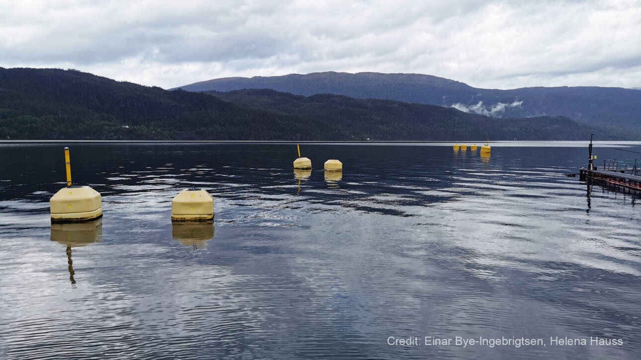 Yellow buoys are floating on glasy and slightly rippled water with a part of an aquaculture cage visible on the right side of the picture. In the back are vegetated hills and the sky is cloudy.