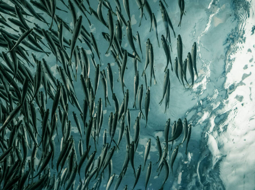 A photo from under water of a school of fish.