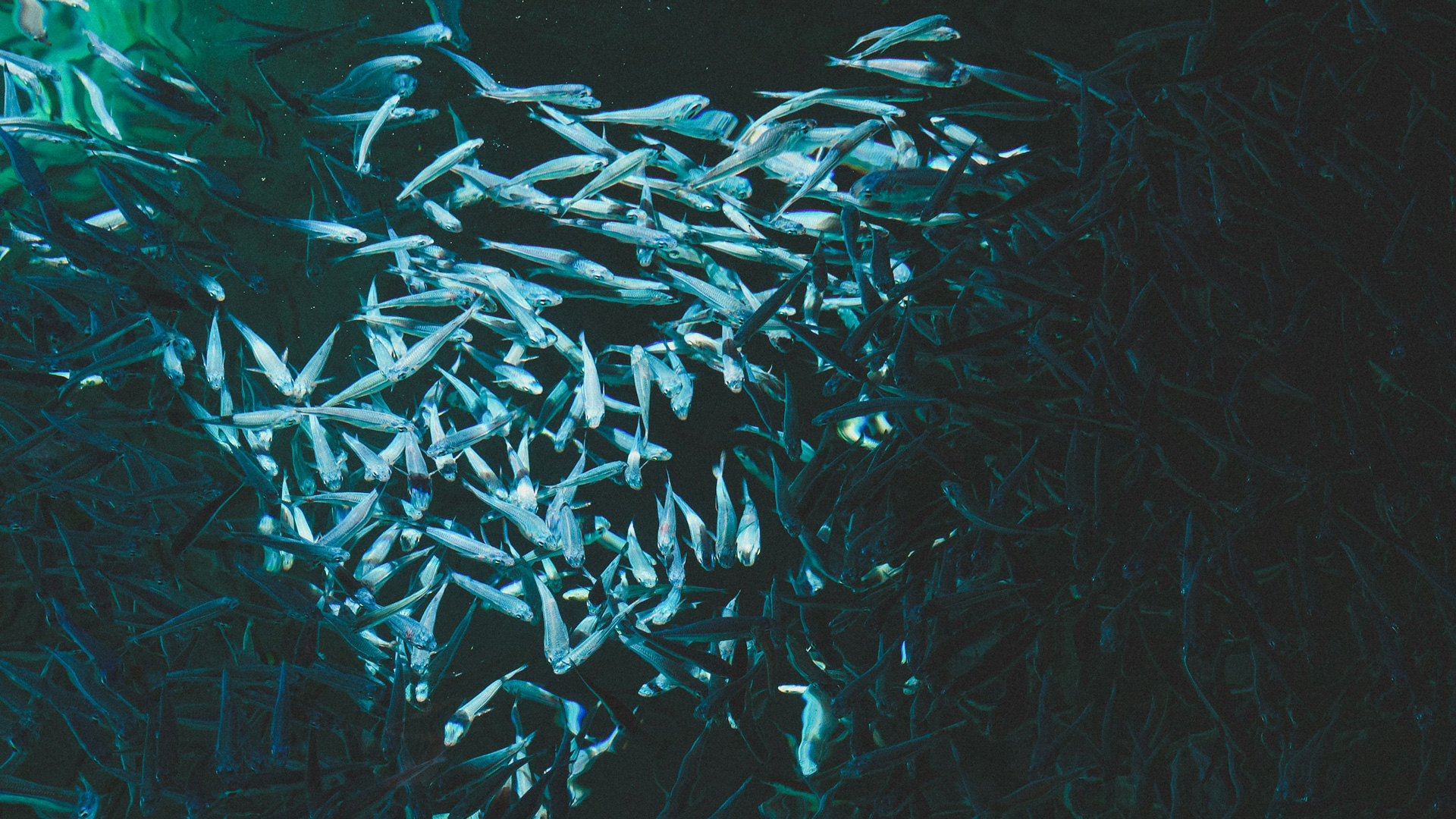 A photo from under water of a school of fish.