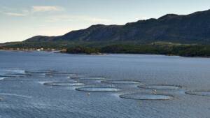 A photo of aquaculture fish pens tops floating above water with fjords in the background.