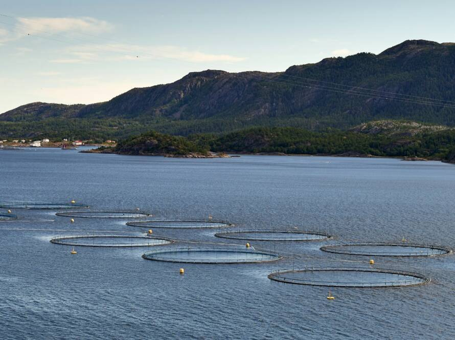 A photo of aquaculture fish pens tops floating above water with fjords in the background.