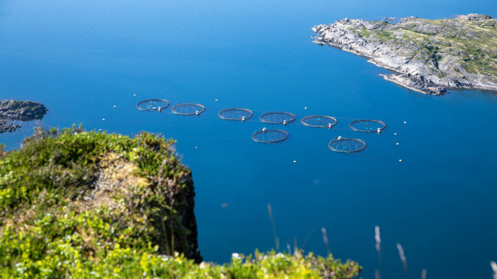 A bird's eye view photo of round aquaculture fish nets.