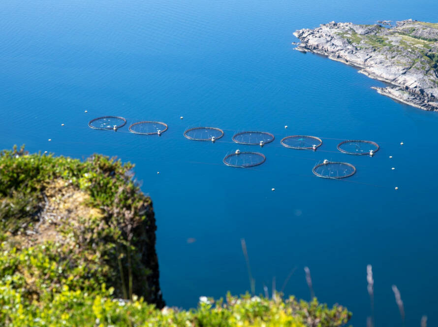 A bird's eye view photo of round aquaculture fish nets.